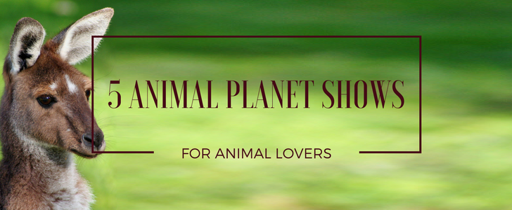Animal Planet Shows for Animal Lovers on DISH