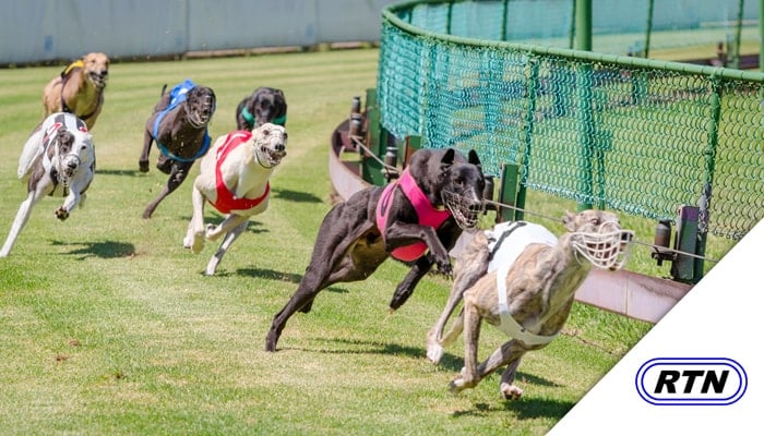 Greyhound Racing on TV